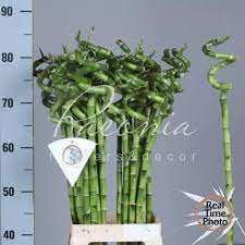 Dracaena Lucky Bamboo 40 см