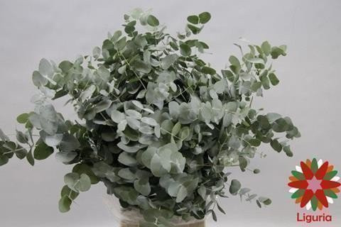 Eucalipt Cinerea Short Extra 50 sm
