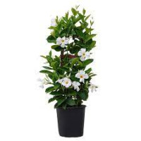 Mandevila Jade White 19/75