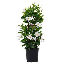 Mandevila Jade White 19/75