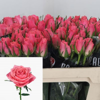 Rose Ace Pink 50 sm