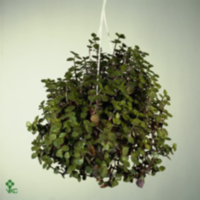 Callisia Repens
