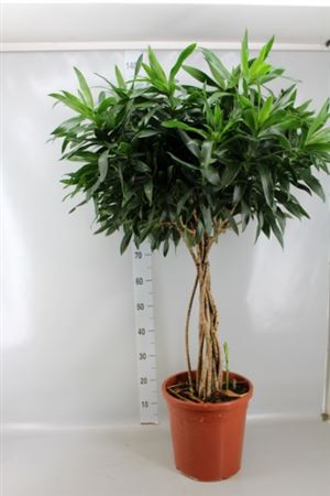 Dracaena Refl. 'song Of Jamaica'