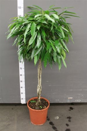 Ficus Binn. 'amstel King'
