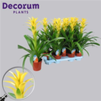 Guzmania Hilda Geel (decorum)