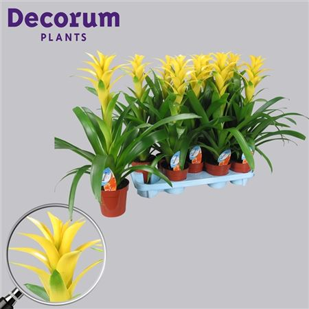 Guzmania Hilda Geel (decorum)