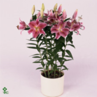 Lilium Or Pink (clock)