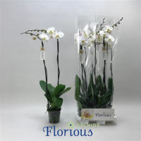 Phal A2 2-tak Grandi Pink Harlequin 15/70