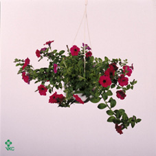 Petunia Rood
