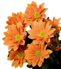 Chr T Grand Orange X5