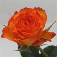 Rosa Bm Orange (grower)