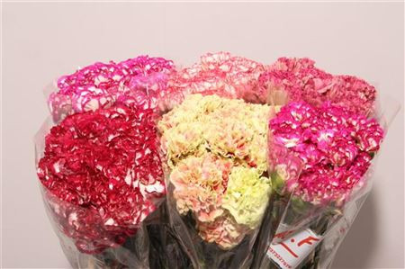 Dianthus MIX Colombia X25