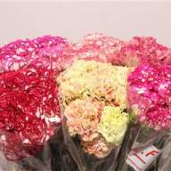 Dianthus MIX Colombia X25 - B000492_0014988633_H_1