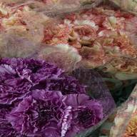Dianthus MIX Colombia X25 - 4