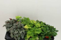 Kamerplant Mix  6/15
