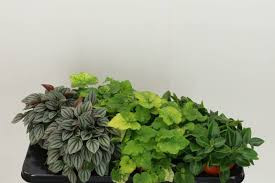 Kamerplant Mix  6/15