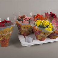 Begonia Sweeties Mix 9/22 - 1529.970x0