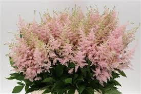 Astilba Romanze 45 cm x10
