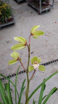 Cymbidium 1-tak Green 12/50