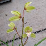 Cymbidium 1-tak Green 12/50 - IMG-20240125-WA0002