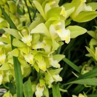 Cymbidium 1-tak Green 12/50 - зображення_viber_2025-03-09_15-13-50-676