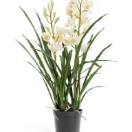 Cymbidium 1-tak Green 12/50 - 2-8607b4a70ed7a22417366ebd8f43d536