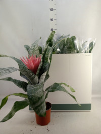 Aechmea Fas Primera 12/50