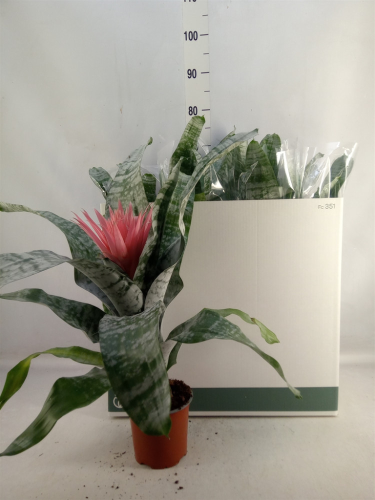 Aechmea Fas Primera 12/50