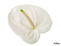 Anthurium S Adina White