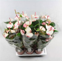 Anthurium Candy 40sm