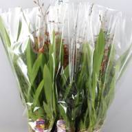 Cambria Mix 1-tak 12/55 - acdd4c0a-695e-4502-80ae-0ee1197bcb0e