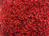 Gypsophila Million Star Red Holland