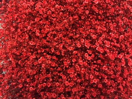 Gypsophila Million Star Red Holland