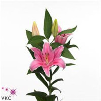 Lilium S Or Duet Dreamline