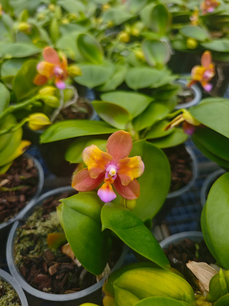 Phal Klein Oranje Mutant 12/65