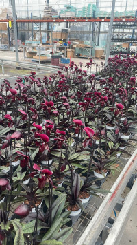 Paphiopedilum Black Jack 12/50