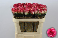 Rose David Austin Tess 50 sm