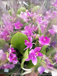 Phal 2-tak Roze Wax 9/25