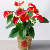 Anthurium Diamond Red 7/30