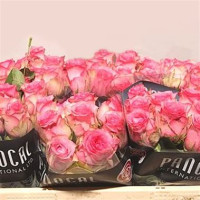 Rose Pink Shadow 70 sm