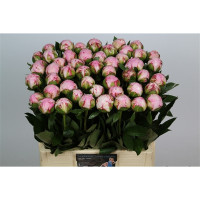Paeonia Sara Bernhardt 55 cm X10