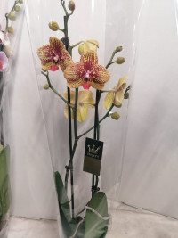 Phal 2-tak Alladin VG 12/50