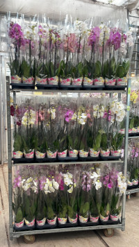 Phal 2-tak Yellow Stippel Test VG 12/60