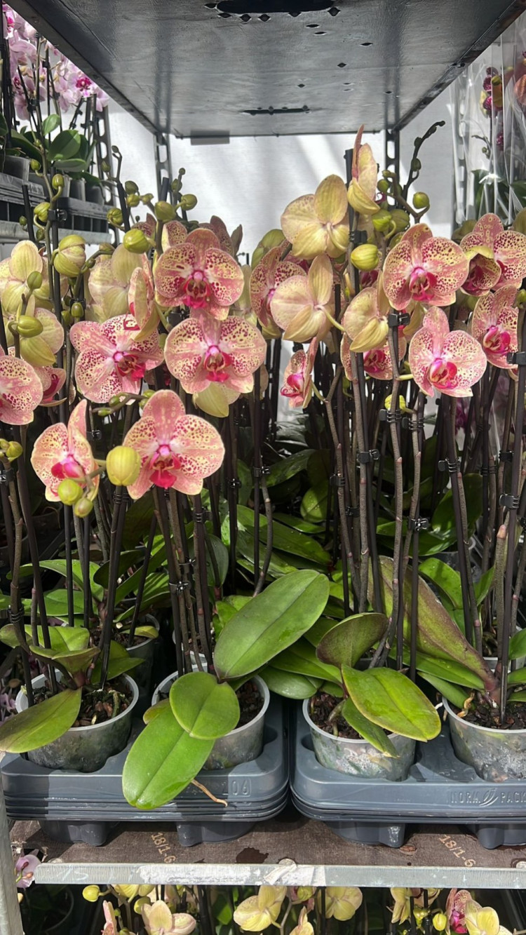 Phal 3-tak Bambi 12/55