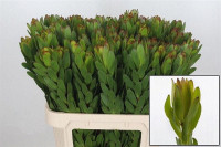 Leucadendron Soleil X10