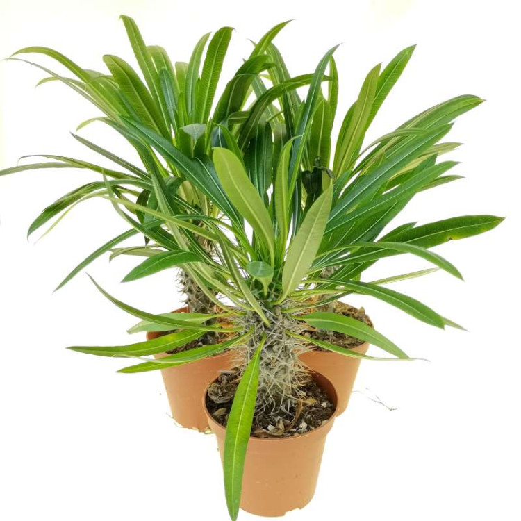 Pachystachys Lamerei 12/35