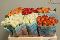 Rose Kiss 2u 40 sm