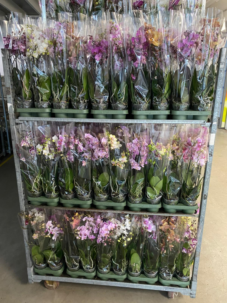 Phal 2-tak Mimesis Multi Mix 12/60