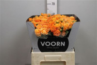 Spray Coral Bubbles 60 sm