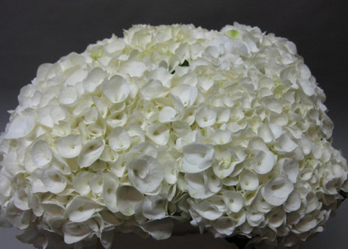Hydr Z Snowbells X5 80cm